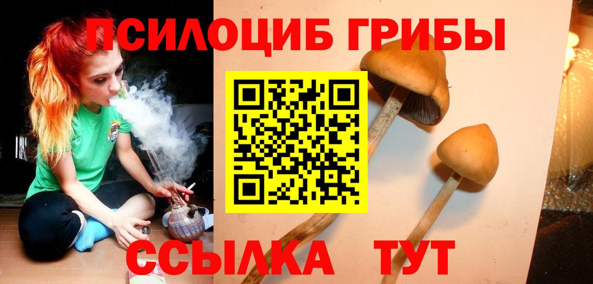 Галлюциногенные грибы Psilocybe Дедовск
